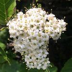 Viburnum lantana Květ