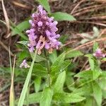 Stachys palustris 葉