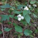 Symphoricarpos albus 果実