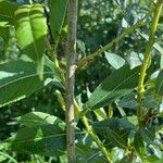 Salix triandra Rhisgl