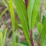 Salix purpurea Blad