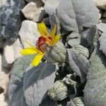 Crepis pygmaea 其他