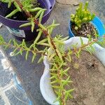 Portulaca pilosa Fuelha