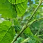 Rosa arvensis Bark