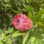 Protea caffra Blodyn