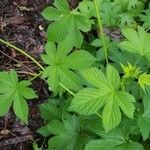 Hydrastis canadensis Leaf