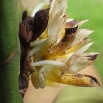 Calyptrochilum emarginatum Λουλούδι