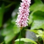 Bistorta officinalis Bloem
