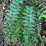 Asplenium aethiopicum পাতা