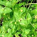 Euphorbia dulcis Hoja