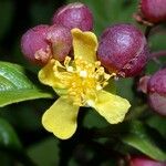 Davilla nitida Meyve
