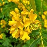 Senna pendula Floro