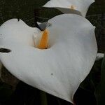Zantedeschia aethiopica Blüte