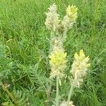 Oxytropis pilosa Habitus