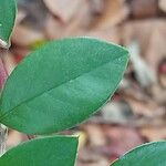 Cotoneaster pannosus Folha