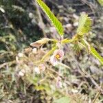 Aeschynomene indica Flower