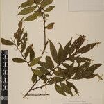 Eurya cerasifolia Other