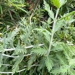 Salvia abrotanoides 葉