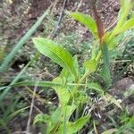 Oenothera biennis Deilen