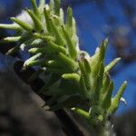 Salix cinerea Fruit