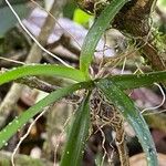Ionopsis utricularioides Blatt