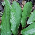 Monodora angolensis Folha