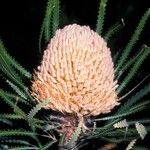 Banksia hookeriana Cvet