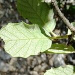 Quercus ilex Blad