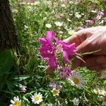 Clarkia pulchella Цветок