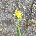 Senecio viscosus