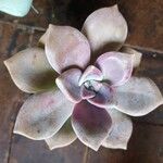 Graptopetalum superbumഇല