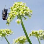 Heracleum sibiricum Květ