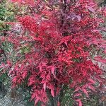 Nandina domestica Lapas