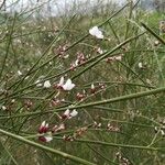 Retama monosperma 花