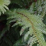 Polystichum setiferum Φύλλο