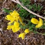 Cytisus decumbens Flor