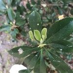 Photinia arbutifolia পাতা