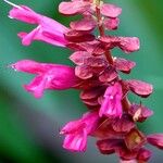 Salvia splendens Cvet