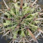 Ferocactus herrerae Corteccia