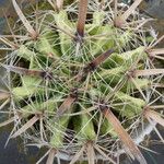 Ferocactus herrerae Kůra