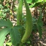 Abelmoschus esculentus Fruit