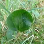 Boerhavia diffusa Leaf