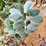 Kalanchoe fedtschenkoi Habit