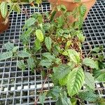 Impatiens hians Habit