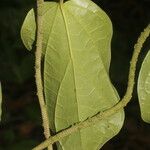 Piper multiplinervium Leaf