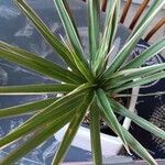 Dracaena reflexaFruit