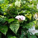 Ipomoea tiliacea Flower