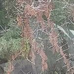 Acacia tortilis Fruto