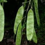 Senegalia hayesii Leaf