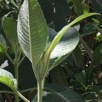 Fuchsia boliviana Folio